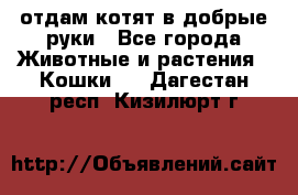 отдам котят в добрые руки - Все города Животные и растения » Кошки   . Дагестан респ.,Кизилюрт г.